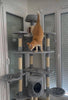 Arbre à chat XXL chez Shannon